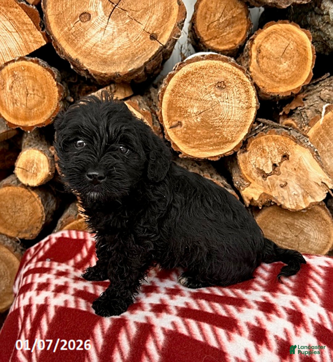 Mixed Breed dogs for sale: Leo - Ad 3