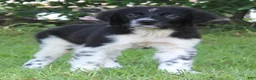 Newfoundland dogs for sale: Molly - Ad 6