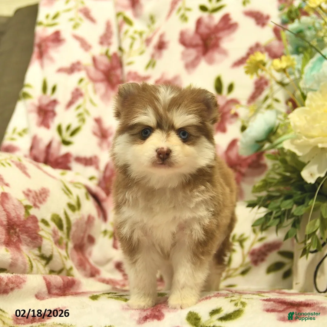 Pomsky dogs for sale: Scarlet  - Ad 2