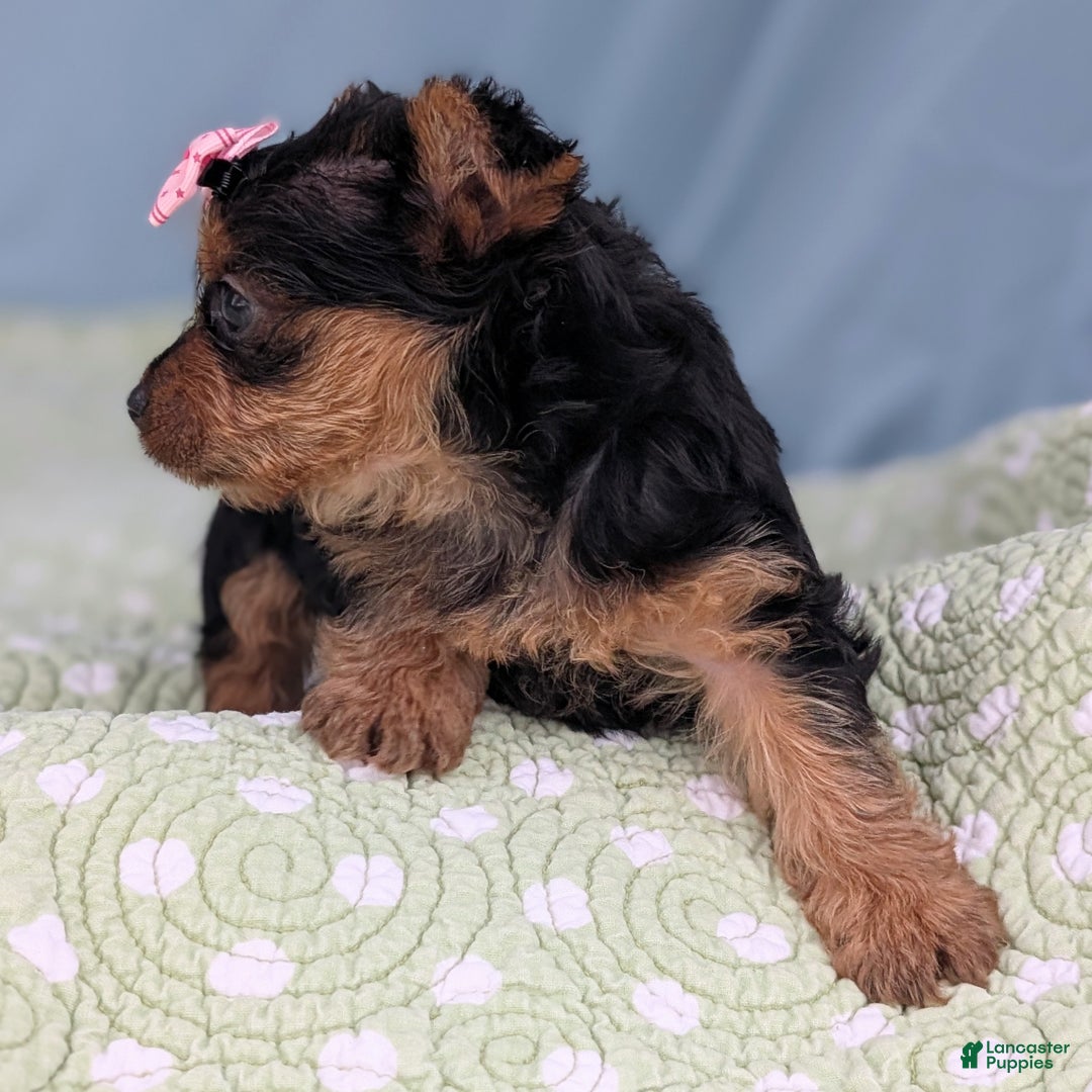 Yorkshire Terrier dogs for sale: Sugar Cookie - Ad 5