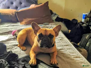 French Bulldog dogs French Bulldog Puppy 3 - Ad 40