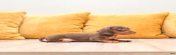 Miniature Dachshund dogs for sale: Oliver - Ad 4