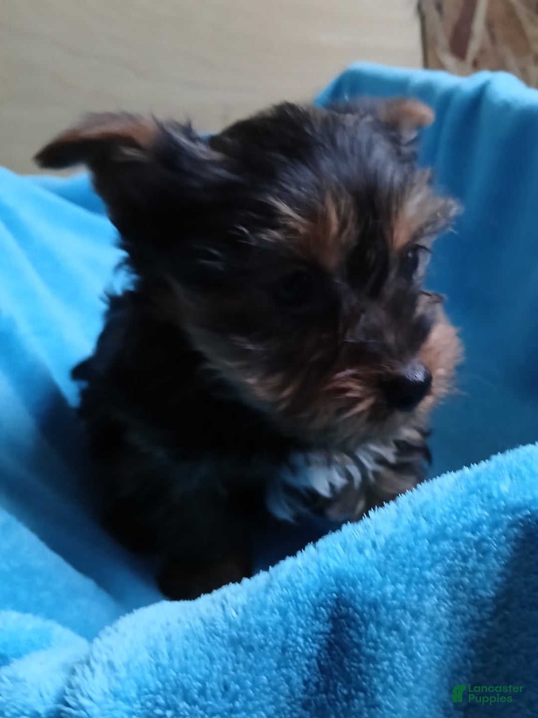 Yorkshire Terrier dogs for sale: Sarah - Ad 3