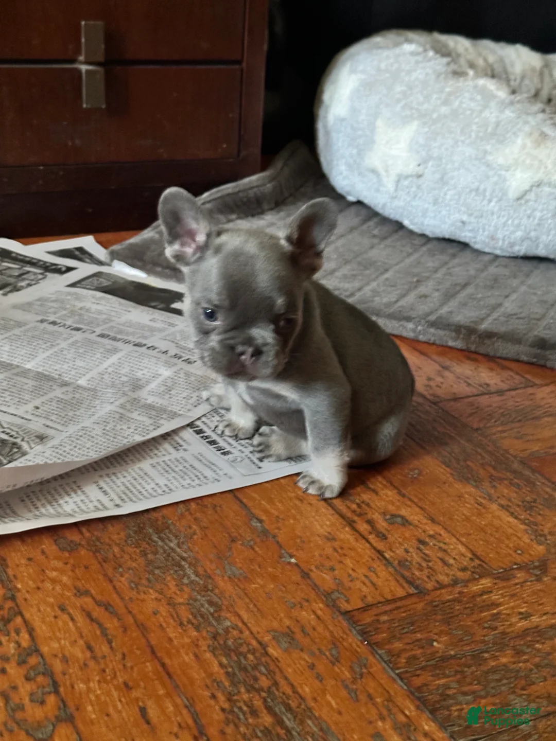French Bulldog dogs for sale: Frankenberry - Ad 1