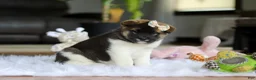 Akita dogs for sale: Jewel - Ad 3