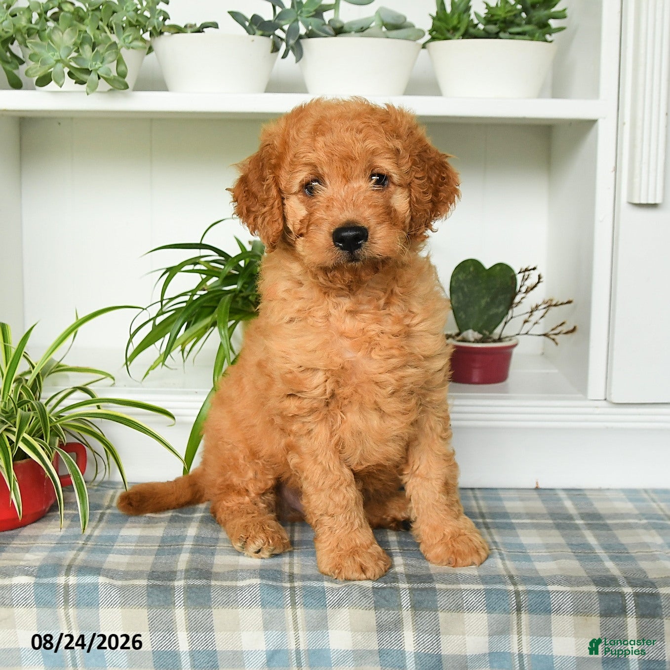 Mini Goldendoodle dogs Buster - Ad 1