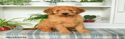 Mini Goldendoodle dogs for sale: Buster - Ad 1