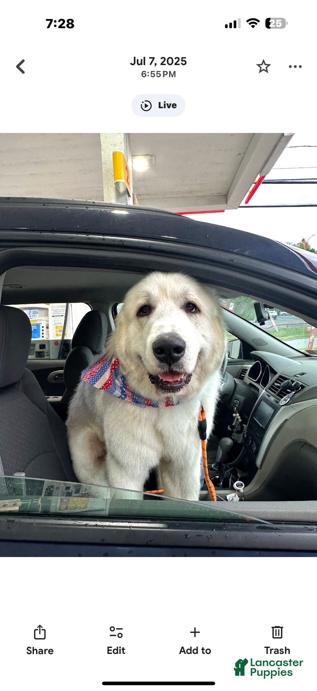 Great Pyrenees dogs for stud: Stud Great Pyrenees  - Ad 1