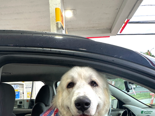 Great Pyrenees dogs Stud Great Pyrenees - Ad 2