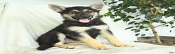 Gerberian Shepsky dogs for sale: Marigold - Ad 1