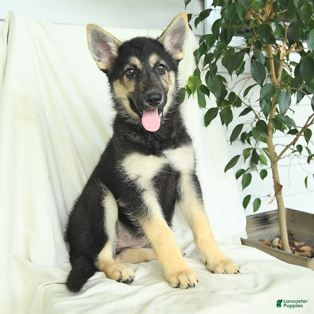 Gerberian Shepsky dogs for sale: Marigold - Ad 1