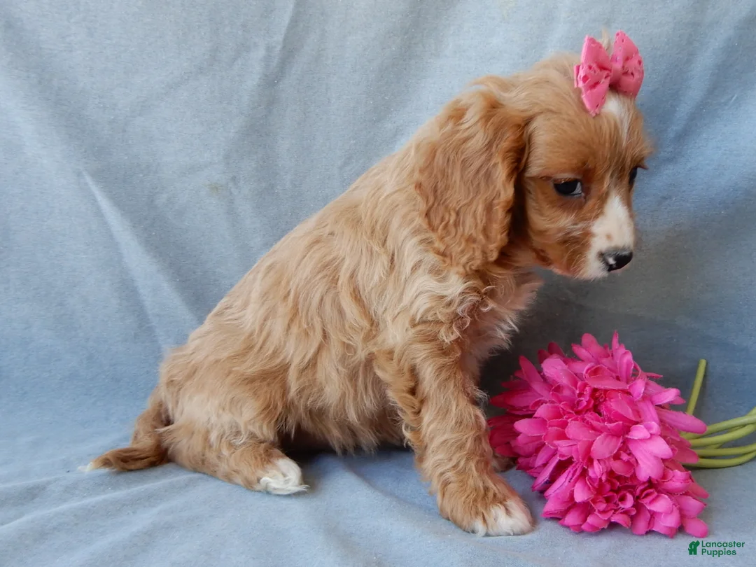 Cavapoo dogs for sale: Taylor - Ad 6