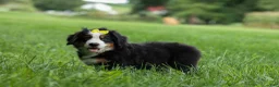 Bernese Mountain Dog dogs for sale: SAMSON - Ad 19