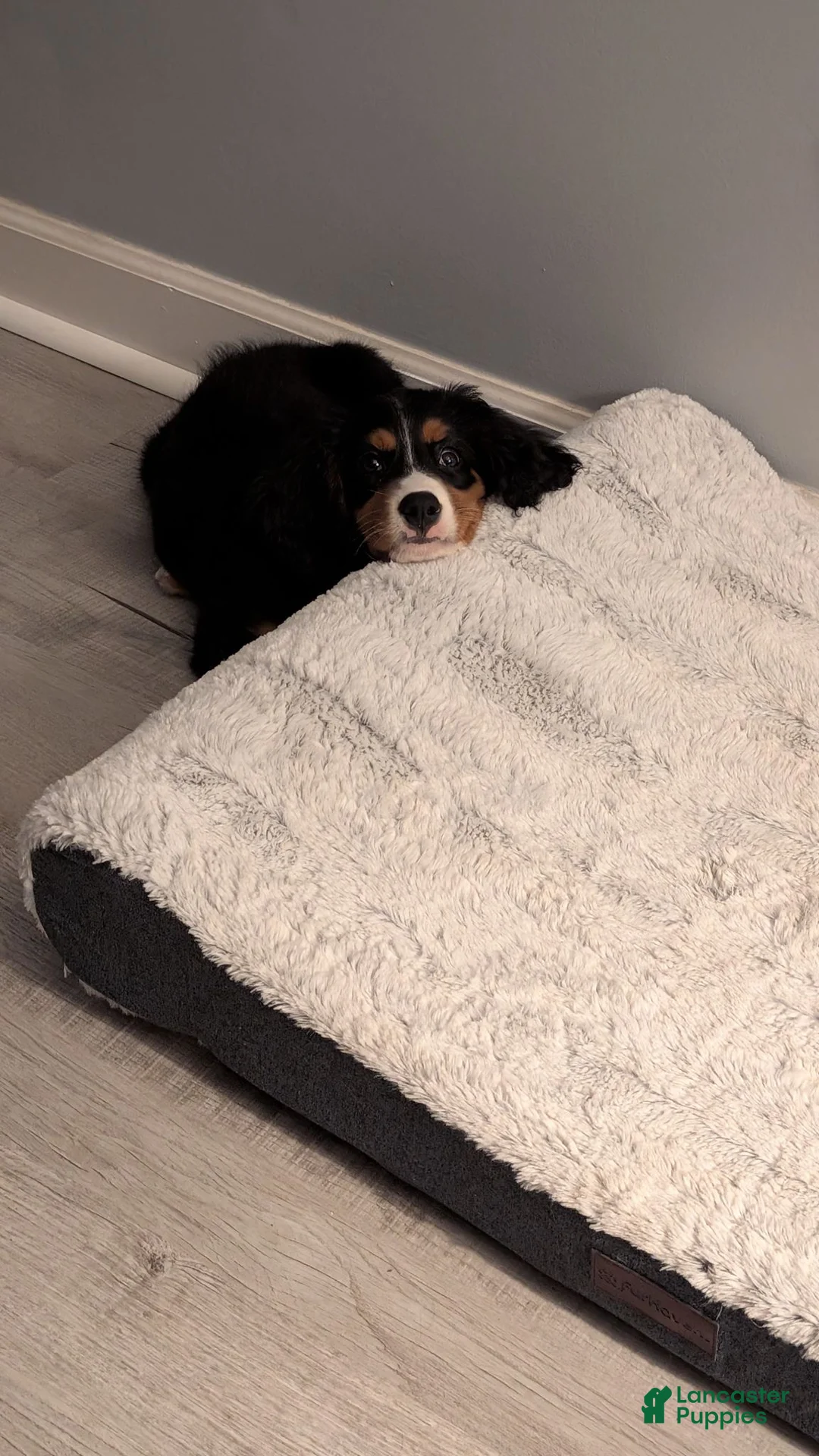 Mixed Breed dogs for sale: Mixed Breed 1 - Ad 7