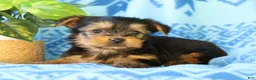 Yorkshire Terrier dogs for sale: Danny - Ad 8