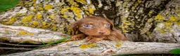 Dachshund dogs for sale: Bologna - Ad 3