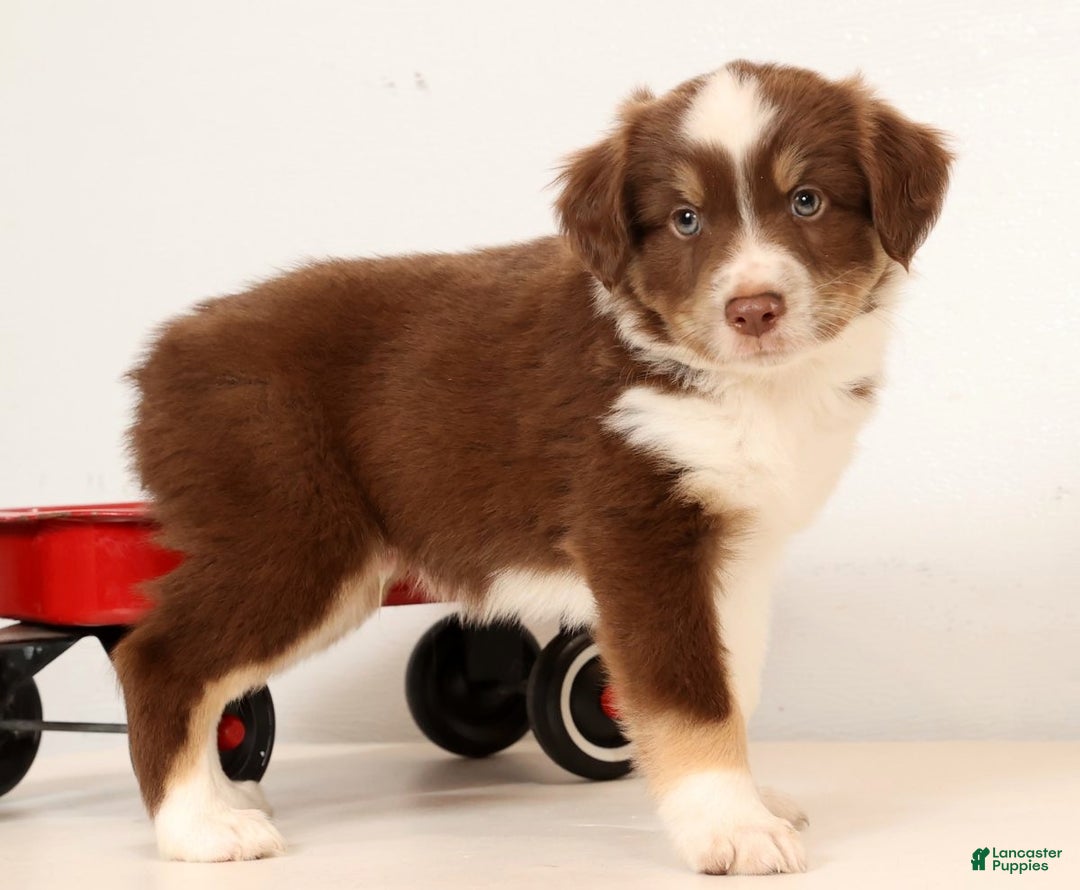 Miniature Australian Shepherd dogs for sale: Randy - Ad 7