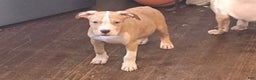 American Bully dogs for sale: American Bully Puppy 2 - Ad 3