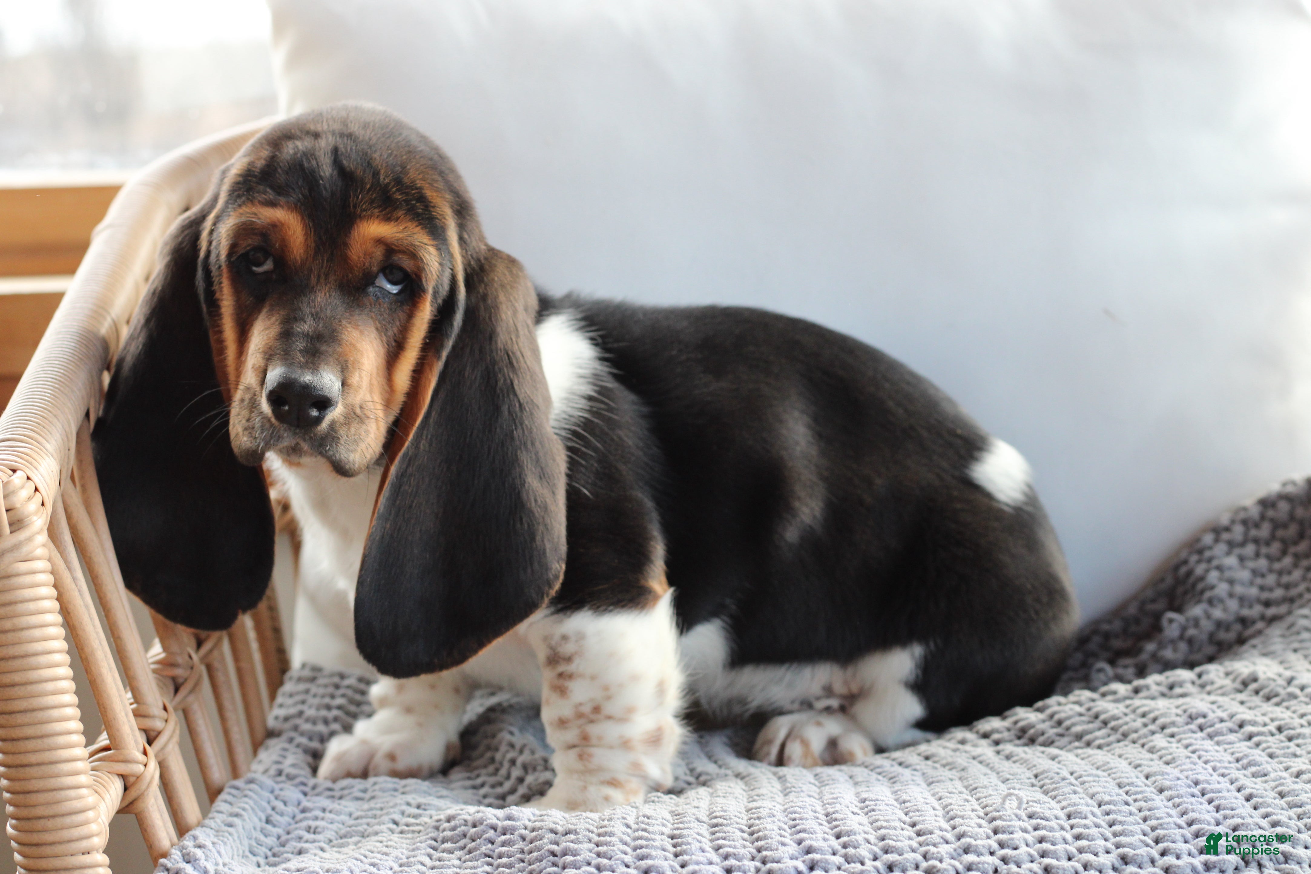 Basset Hound dogs Basset Hound Puppy 1 - Ad 1