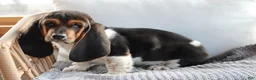 Basset Hound dogs for sale: Basset Hound Puppy 1 - Ad 1