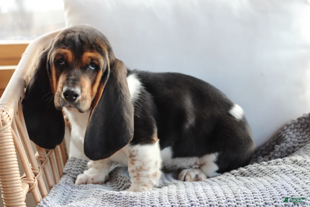 Basset Hound dogs for sale: Basset Hound Puppy 1 - Ad 1