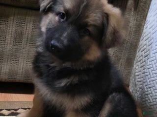 German Shepherd dogs - Ad 32