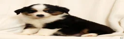 Miniature Australian Shepherd dogs for sale: Princess - Ad 8