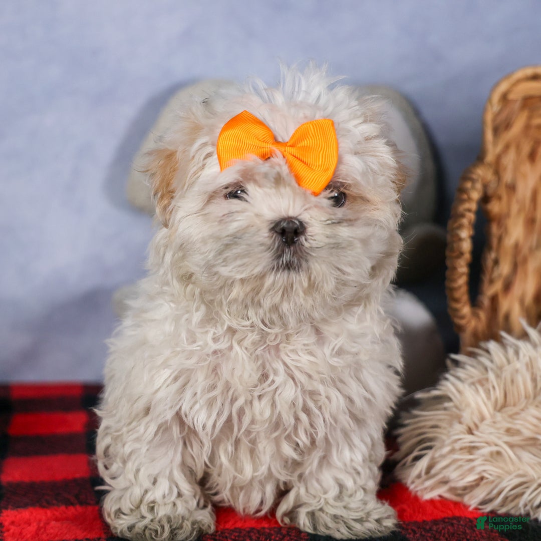 Shih Tzu dogs for sale: NICKY - Ad 9