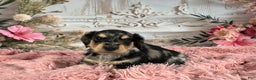 Miniature Dachshund dogs for sale: AKC-Rolo - Ad 4