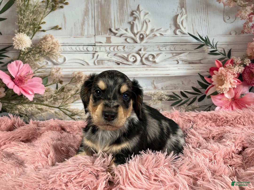 Miniature Dachshund dogs for sale: AKC-Rolo - Ad 4