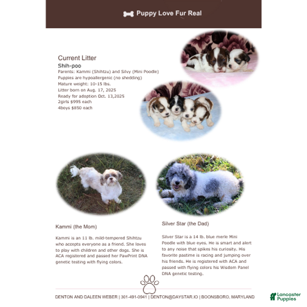 Shihpoo dogs for sale: Evon - Ad 12