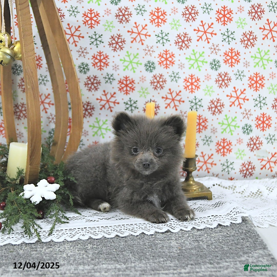 Pomeranian dogs for sale: Luci - Ad 3