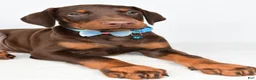 Doberman Pinscher dogs for sale: Hal - Ad 3