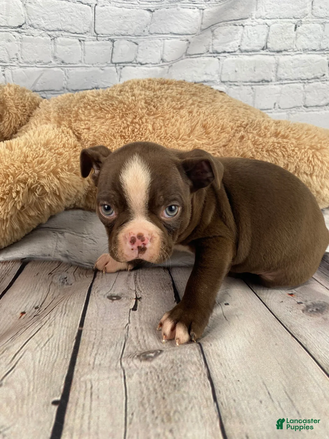 Boston Terrier dogs for sale: Apollo - Ad 2