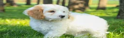 Mixed Breed dogs for sale: Nugget Munchkin Bernedoodle - Ad 8