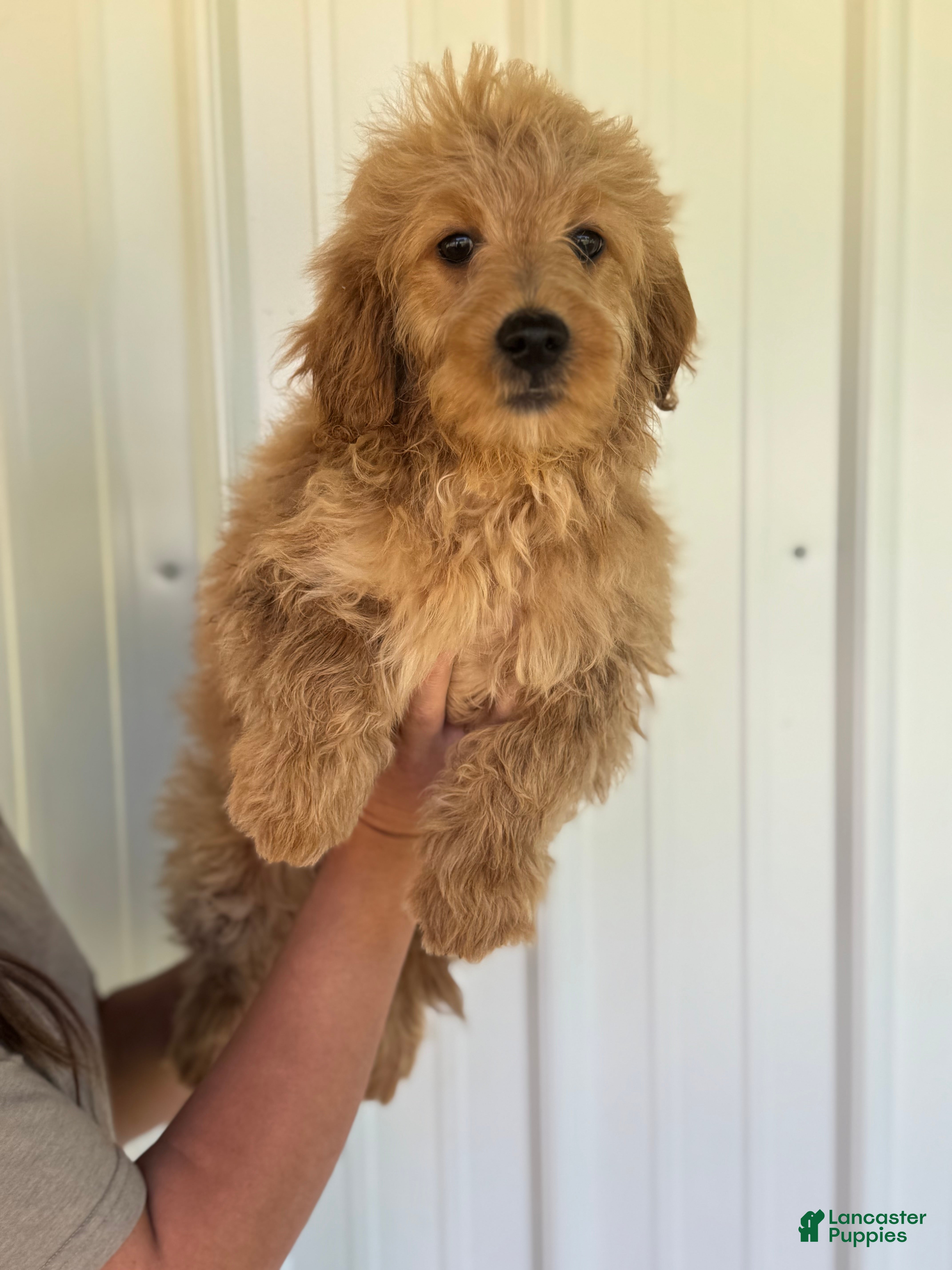 Mini Goldendoodle dogs Mini Goldendoodle Puppy 2 - Ad 1
