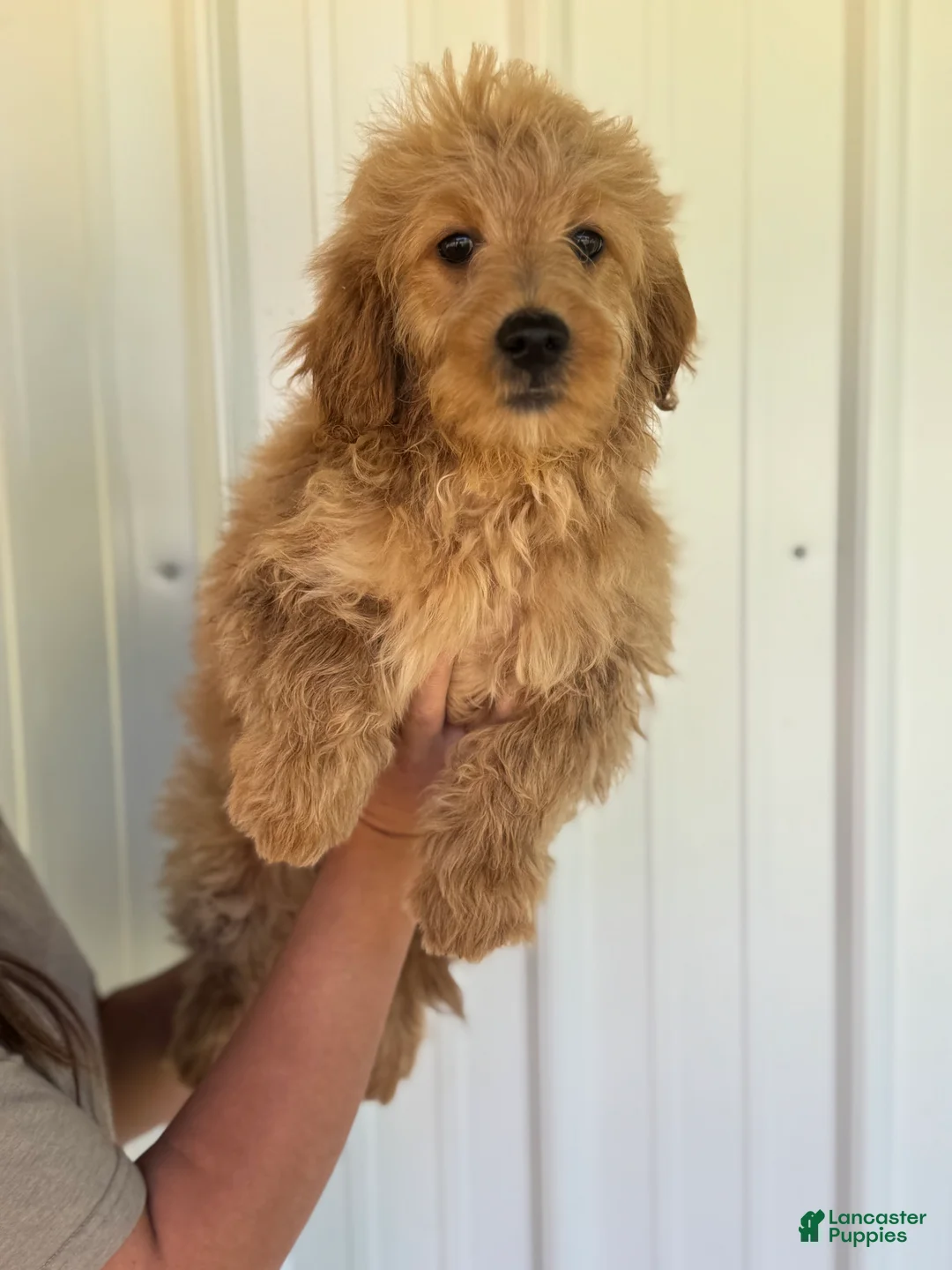 Mini Goldendoodle dogs for sale: Mini Goldendoodle Puppy 2 - Ad 1