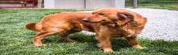 Golden Retriever dogs for sale: Elana - Ad 14