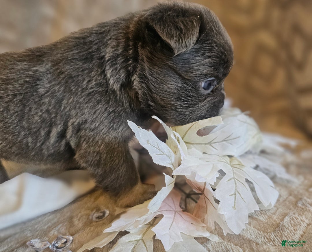 French Bulldog dogs for sale: Biscotti AKC Fluffy  - Ad 12