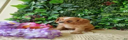 Cavalier King Charles Spaniel dogs for sale: Trixie  - Ad 4