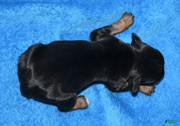 Rat Terrier dogs Lilly - Ad 2