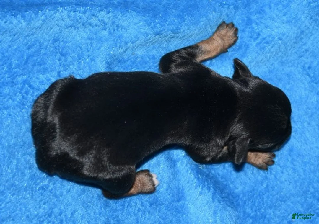 Rat Terrier dogs for sale: Lilly - Ad 2