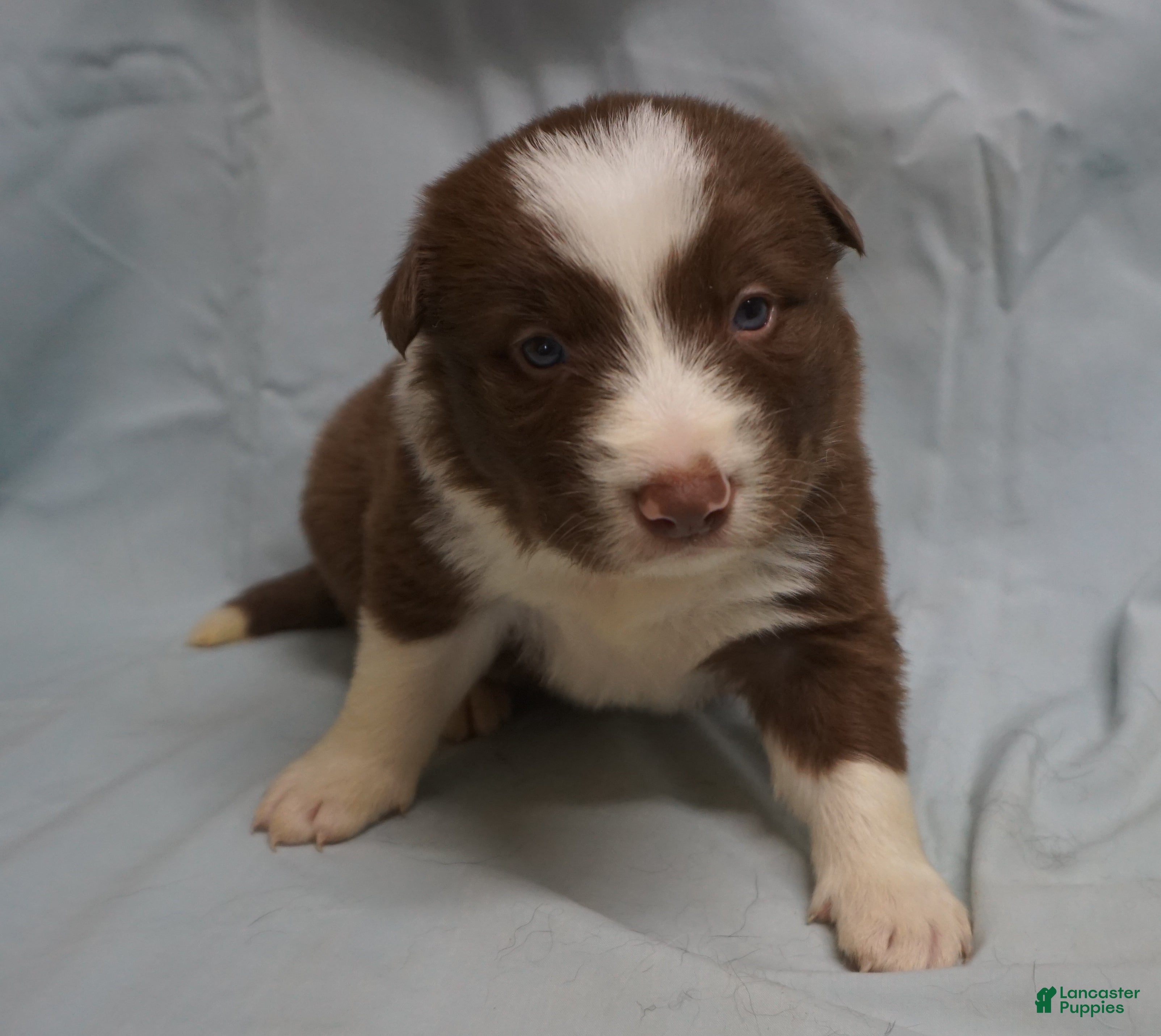 Border Collie dogs Ronan,  Puppy 4 - Ad 42