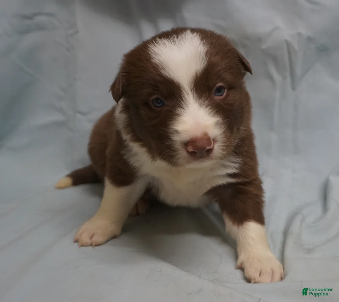 Border Collie dogs for sale: Ronan,  Puppy 4 - Ad 1