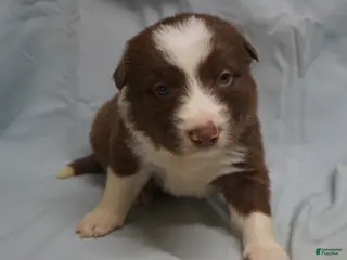 Border Collie dogs Ronan, Puppy 4 - Ad 42