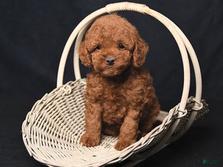 Toy Poodle dogs Aspen - Ad 22