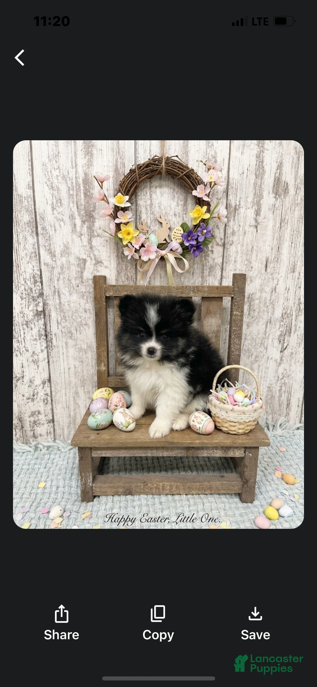 Pomeranian dogs for sale: Pomeranian Puppy 1 - Ad 1
