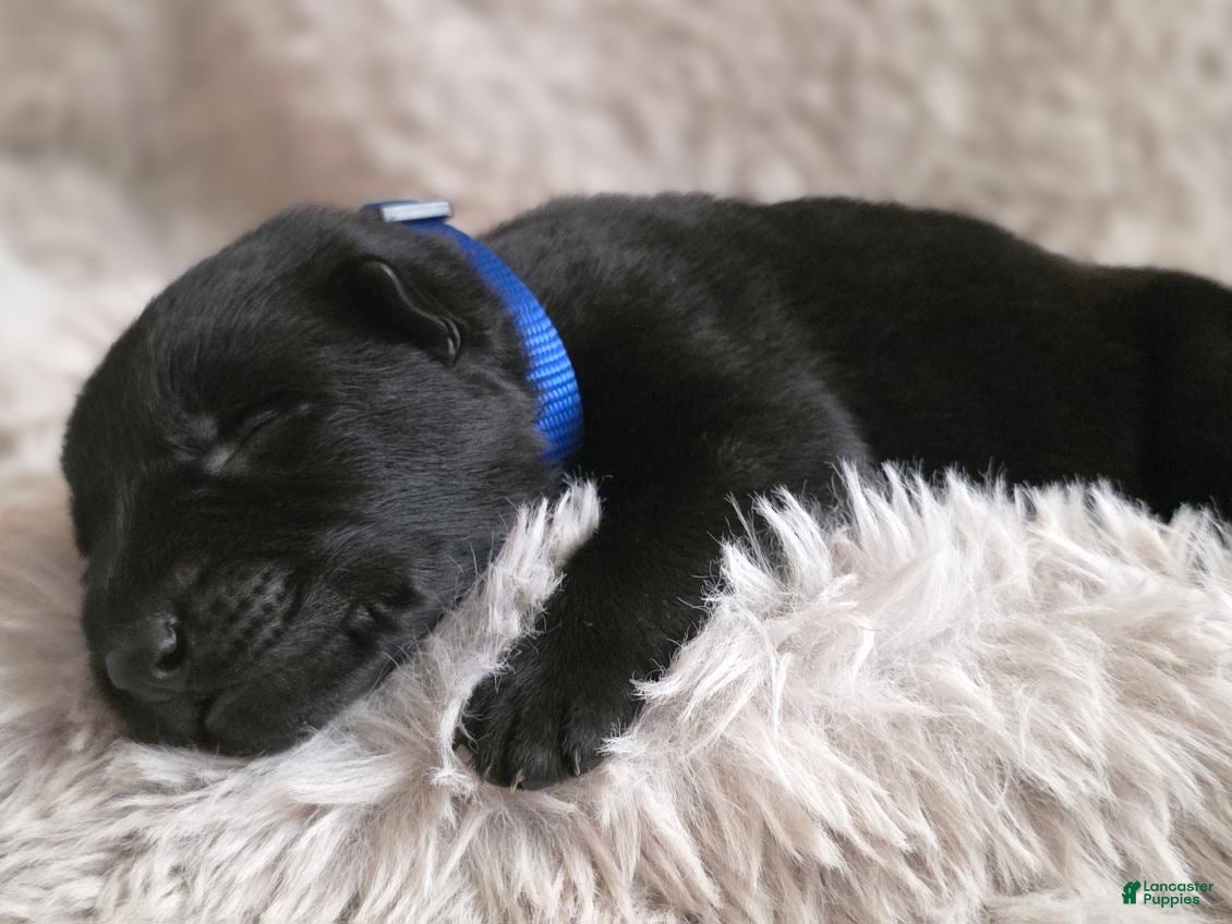 German Shepherd dogs Boy (Blue) - Ad 38