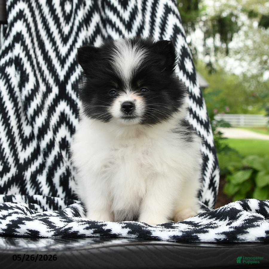 Pomeranian dogs Gretel - Ad 1