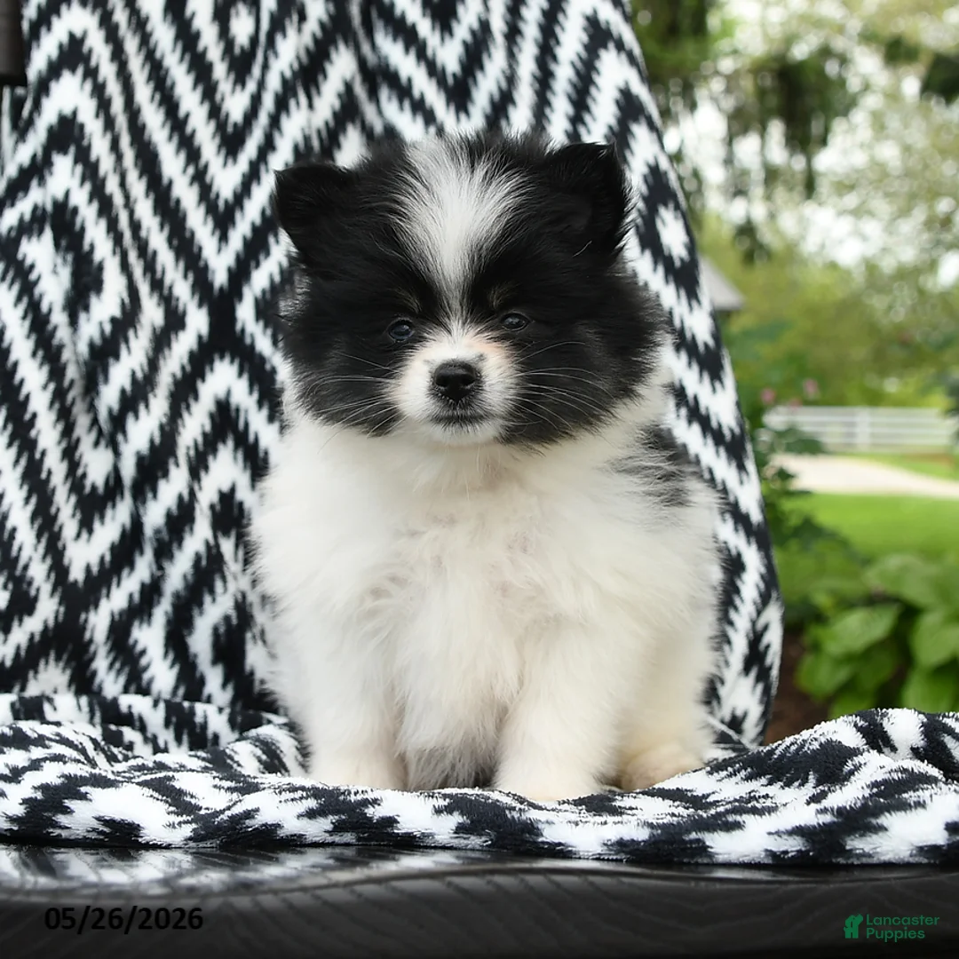 Pomeranian dogs for sale: Gretel - Ad 1